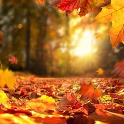 Lively closeup of falling autumn leaves with vibrant backlight from the setting sun