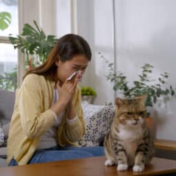 Woman with pet allergies sneezes, sitting on the couch and looking at her cat