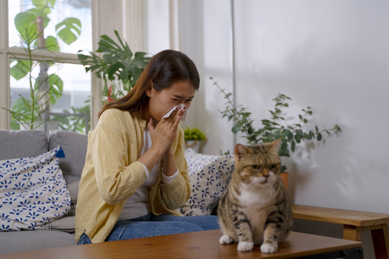Woman with pet allergies sneezes, sitting on the couch and looking at her cat